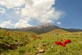 Landscape of Mount Damavand green fields and poppy flowers , Iran