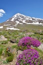 Damavand and Onobrychis cornuta , Horned sainfoin flowers in Alborz Mountains , Iran Royalty Free Stock Photo
