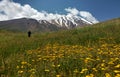 Damavand and wild flowers