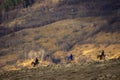 Dambovita Runcu October 19, 2021, tourists relaxing on horseback in the Leaota Mountains Royalty Free Stock Photo