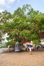 Holy bodhi ficus tree in the Dambulla Golden temple cave complex