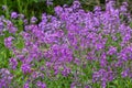 Dame`s Rocket - Hesperis Matronalis