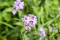 Dame's rocket. Hesperis matronalis