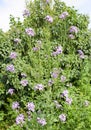 Dame's rocket. Hesperis matronalis