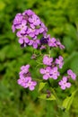 Dame's Rocket - Hesperis matronalis