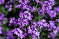 Dame`s Rocket, Sweet Rocket, or Dame`s Violet Hesperis matronalis