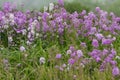 Dames Rocket blooming in the fog at the Gettysburg National Military Park, Site of the bloodiest battle of the Civil War.