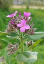 Dames rocket (Hesperis matronalis) Royalty Free Stock Photo