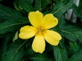 Yellow Damiana Flower Blooming in Plant Royalty Free Stock Photo