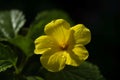 Damiana flower closeup. Generate Ai