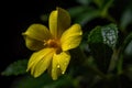 Damiana flower closeup at morning. Generate Ai