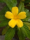 Damiana Flower its Ayurveda medicinally plant