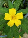 Damiana Flower known as Turnera diffusa