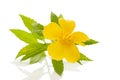 Healthy Damiana flower