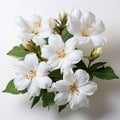 damiana flower on white background