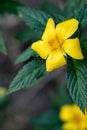 Damiana flowers or Turnera diffusa are beautiful yellow flowering plants and are used as herbal medicine Royalty Free Stock Photo