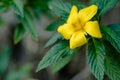 Damiana flowers or Turnera diffusa are beautiful yellow flowering plants and are used as herbal medicine Royalty Free Stock Photo