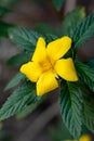 Damiana flowers or Turnera diffusa are beautiful yellow flowering plants and are used as herbal medicine Royalty Free Stock Photo