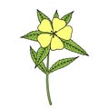 Damiana Turnera diffusa. Ingredient of traditional Mexican liqueur.