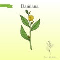 Damiana Turnera diffusa , medicinal plant