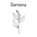 Damiana Turnera diffusa , medicinal plant Royalty Free Stock Photo
