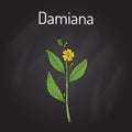Damiana Turnera diffusa , medicinal plant