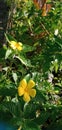 Damiana,Turnera diffusa is a plant with yellow flowers,used as herbal medicine. Royalty Free Stock Photo