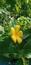 Damiana,Turnera diffusa is a plant with yellow flowers,used as herbal medicine. Royalty Free Stock Photo