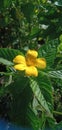 Damiana,Turnera diffusa is a plant with yellow flowers,used as herbal medicine. Royalty Free Stock Photo