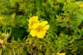 Damiana,Turnera diffusa is a plant with yellow flowers,used as herbal medicine Royalty Free Stock Photo