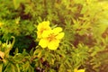 Damiana,Turnera diffusa is a plant with yellow flowers,used as herbal medicine Royalty Free Stock Photo