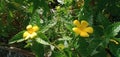 Damiana,Turnera diffusa is a plant with yellow flowers,used as herbal medicine. Royalty Free Stock Photo