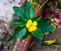 Damiana or Turnera ulmifolia Royalty Free Stock Photo