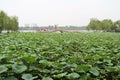 Daming Lake, Jinan City, Shandong province, China Park Royalty Free Stock Photo