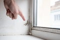 The damp is attacking the wall and window. Black mold buildup. High humidity Royalty Free Stock Photo