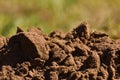 Damp Fertile Sandy Soil Dirt Heap