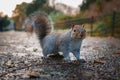 Alert Grey Squirrel on a LeafStrewn Path in London's Chilly Winter Season Royalty Free Stock Photo