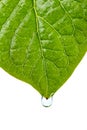 Damp leaf with drop of water Royalty Free Stock Photo