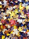 Damp leaves on an autumn morning