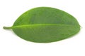 Damp sheet a ficus elastica