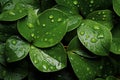 Damp and slick texture wet leaves with water droplets background