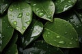 Damp and slick texture wet leaves with water droplets background