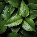 Damp and slick texture wet leaves with water droplets background