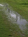 Damp soil with water emerging due to the surface aquifers Royalty Free Stock Photo