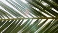 a damp wet caribbean vacation palm tree fronds paradise island fruit climate shade exotic flora leaves shrub foliage florida