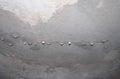 dampness moisture on ceiling with drops of water infiltration Royalty Free Stock Photo