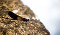 Damsel dragonfly on a wooden surface, macro shot Royalty Free Stock Photo