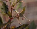 Damsel Fly perched on a Nine Bark plant