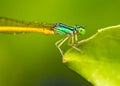 Damsel Fly Royalty Free Stock Photo