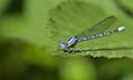 Damsel Fly with water mites